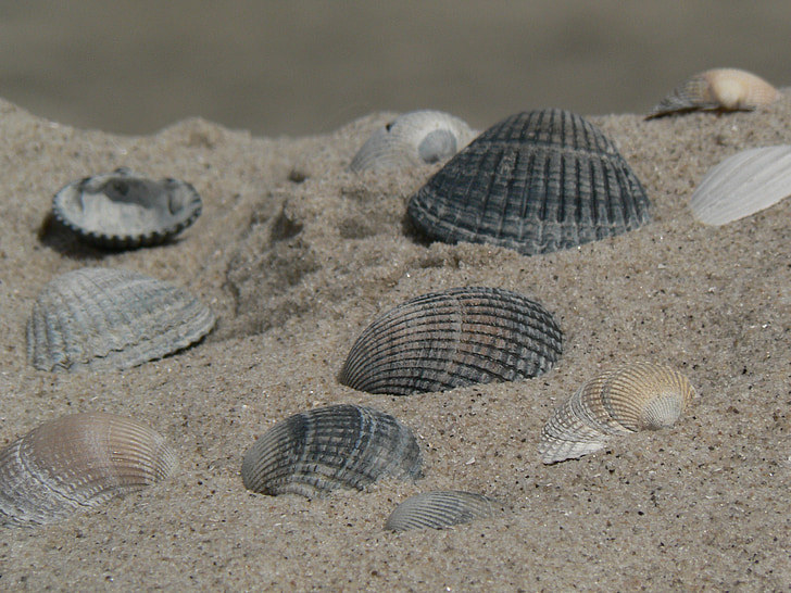 Shell, Beach, havet