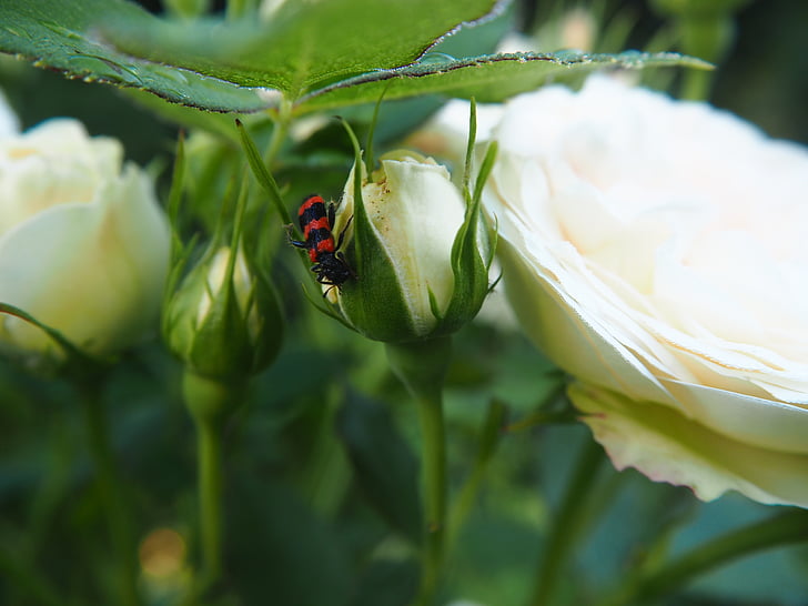 mawar putih, bunga, Taman, alam, kumbang, serangga, mawar mekar