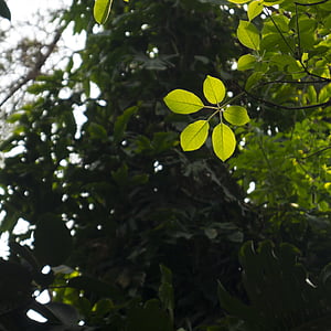 zielony liść, Sunshine, People's park, Nanning, liść