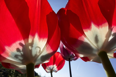 Tulipa, segell, estams, família Lily, primavera, natura, flor