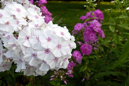 Phlox, liepsnos gėlė, augalų, balta, rožinė, violetinė, žiedų