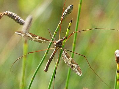 zanzara, Dettagli, insetto con le gambe lunghe, Sting, umidità, natura, insetto