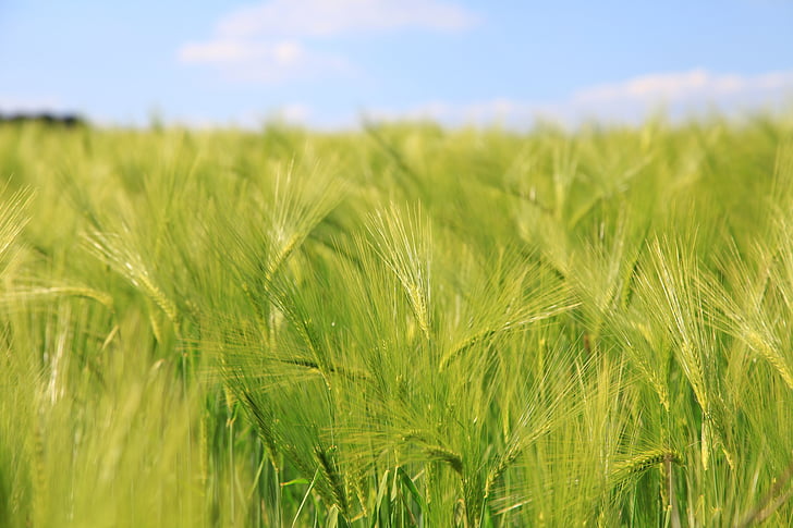 cebada, cereales, campos, trigo, agricultura, naturaleza, campo