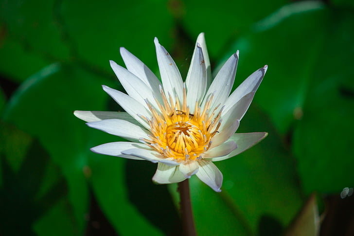 Lotus, Blumen, Lotusblatt, Natur, Grün, weißer lotus, Gregory sonbua
