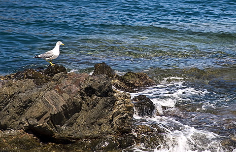 mar, Seagull, Ave, Playa, pájaro, verano, Costa