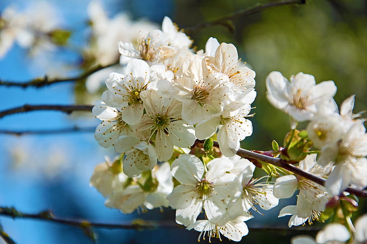 žydinčios japoniškos sakuros, gėlės, pavasarį, vyšnia, medis, Gamta, balta