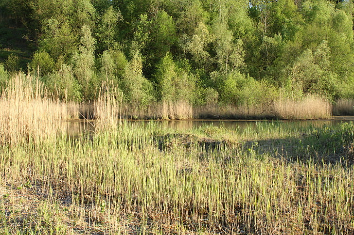 Reed, bažina, Moor, Příroda, přírodní rezervace, mokřadní