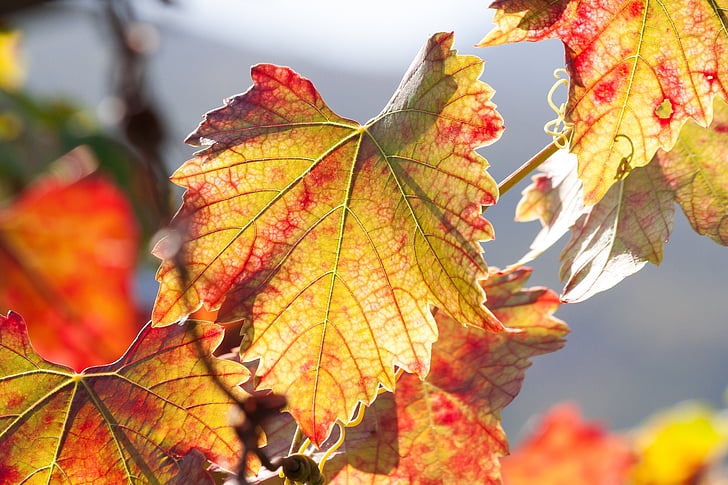 víno, list, vinobraní, vinice, závod, podzim, podzimní barvy