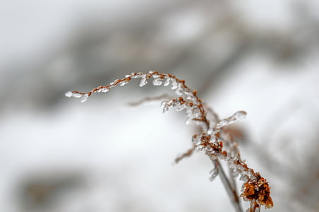blur, close, close-up, cold, focus, frost, frozen