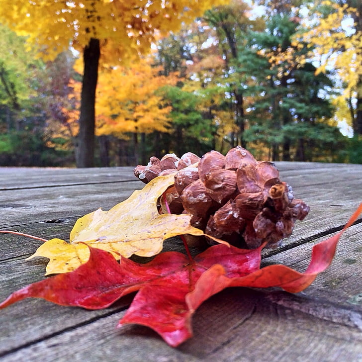 faller, hösten, lämnar, Leaf, naturen, färg