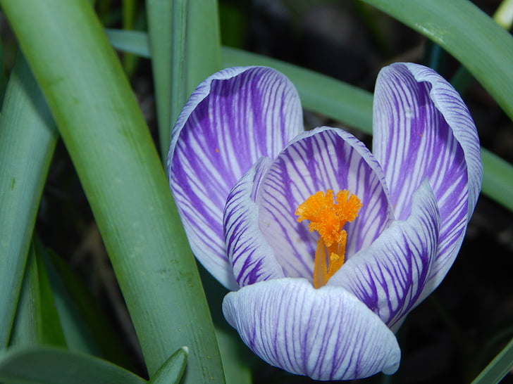 Crocus, primavera, bloomer de principios, púrpura, azafrán del resorte, flor de primavera