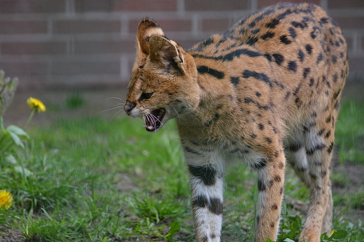 servals, Malá mačka, mačka divá, dravce, cicavce, syčanie, voľne žijúcich živočíchov