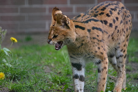 servals, Малі кішки, Кіт Лісовий, хижаки, Ссавці, шипіння плівки, дикої природи