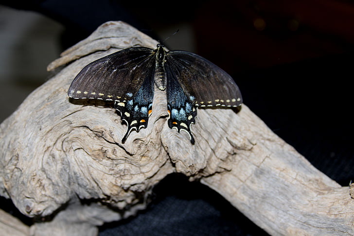 metulj, lesa, Lesena tvar za splav