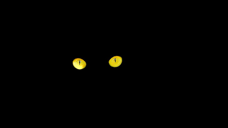 melnais kaķis, acis, kaķa tautas acis, naktī, dzeltena