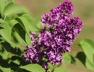 flowers, lilac, purple, spring, bloom, nature, plant