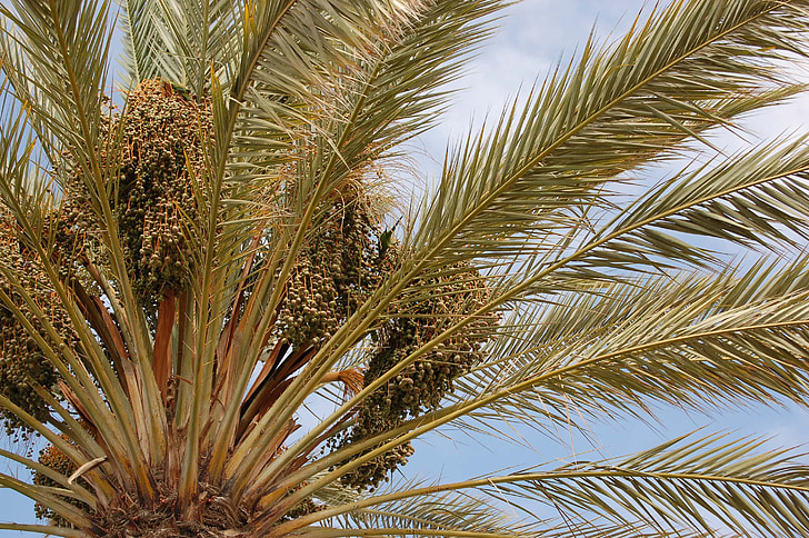 Palm tree, Holiday, Tropical