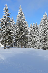 winter, scène, berg, Wonderland, bos, koude, buiten