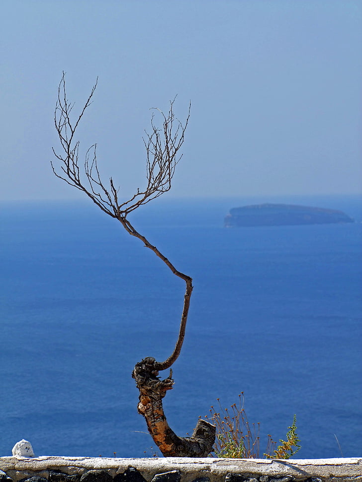 branch, plant, wood, sea, view, wide, nature
