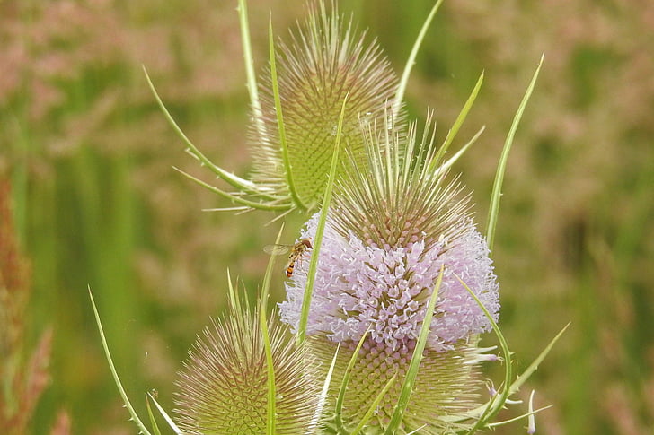 thistle, wild card, blossom, bloom, prickly, wild plant, nature