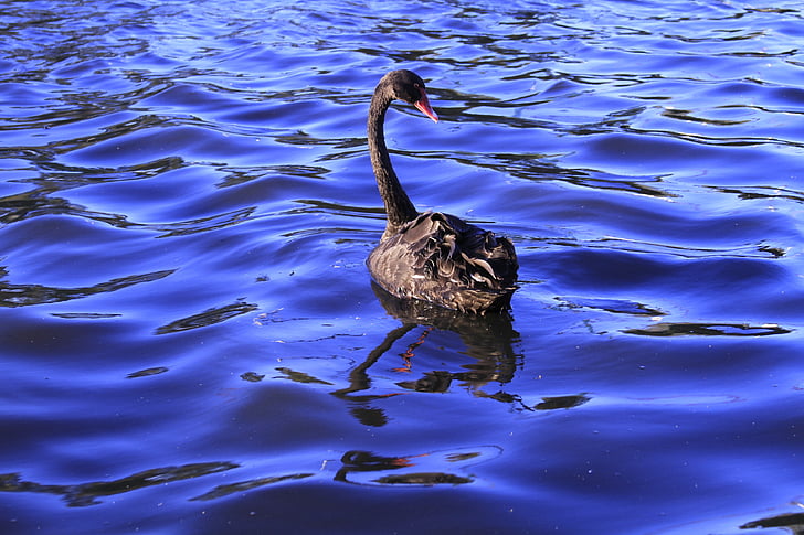 black, swan, swimming, waterbirds, looking back, floating, water