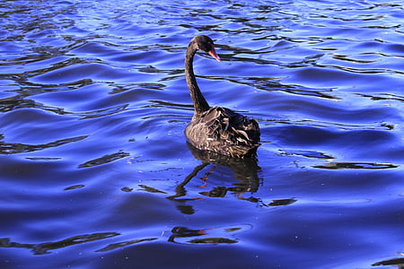 black, swan, swimming, waterbirds, looking back, floating, water
