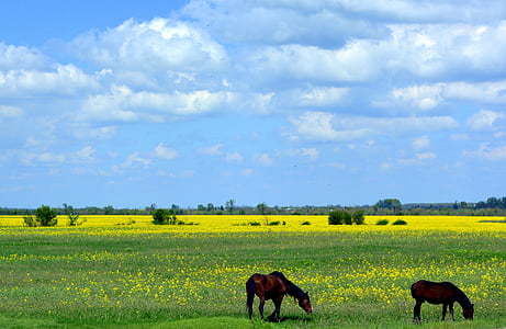 horse, pet, plain, flowers, nature, yellow, sky