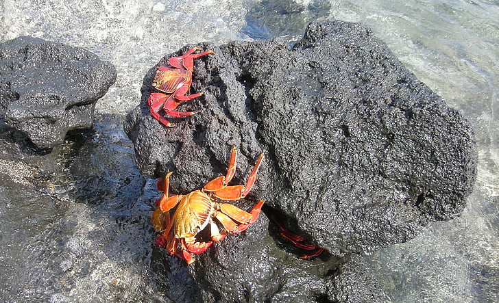 crabes, Marine, eau, roches, île, Galapagos, Équateur