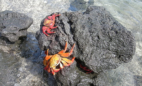 crabs, marine, water, rocks, island, galapagos, ecuador
