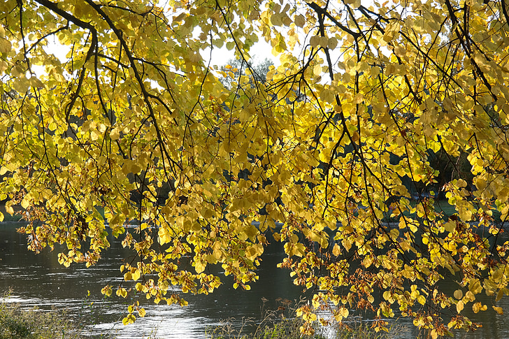 Linde, träd, hösten, höstfärg, lämnar, gul, falla lövverk