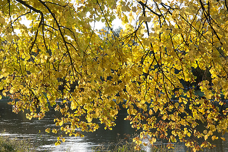 Linde, drevo, jeseni, padec barve, listi, rumena, padec listje