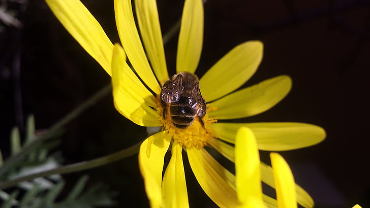 квітка, Дейзі, Бджола, obrera, мед, жовтий