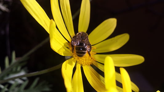 flor, Margarida, abella, obrera, mel, groc