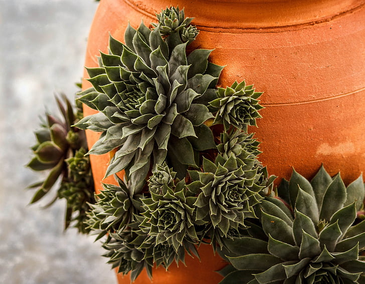 hen and chicks, hens and chickens, hen and biddies, succulent, rosette, terracotta, strawberry jar