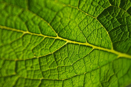 Leaf, Zelená, makro, rastlín, Príroda, životné prostredie, Eco