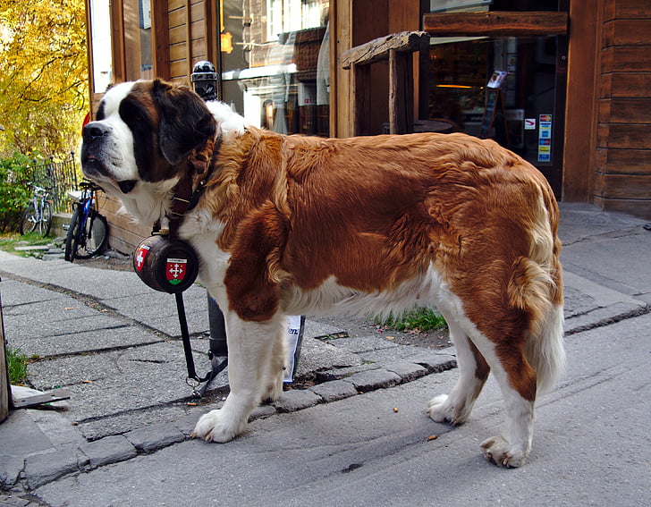 pes, St bernard, Švica, Zermatt, reševalnih psov, sod, čistokrvnih psov