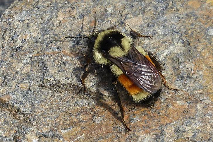 bumble bee, rock, crawling, scrambling, insect, nectar collector, nature