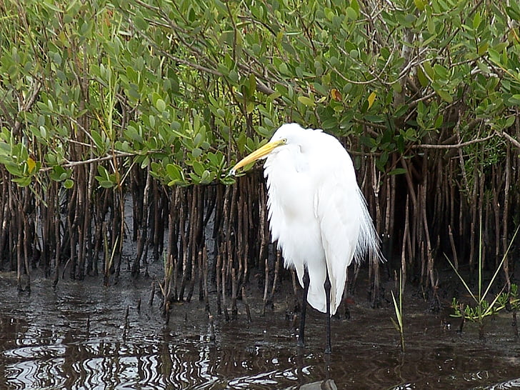 Snowy egret, vogel, dieren in het wild, natuur, Florida, vogels