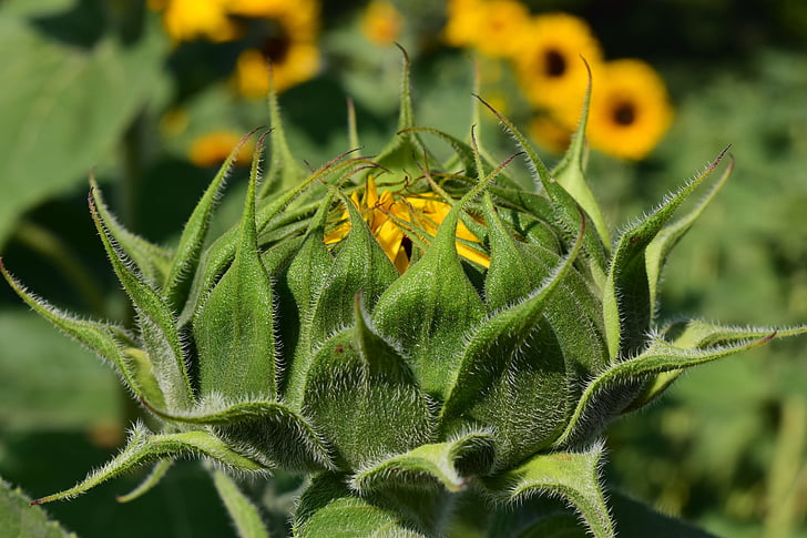 bunga matahari, Bud, kuncup bunga matahari, musim panas, tanaman, alam, Tutup