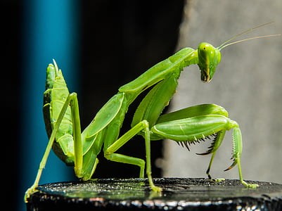 Praying mantis, Câu cá locust, màu xanh lá cây, đóng