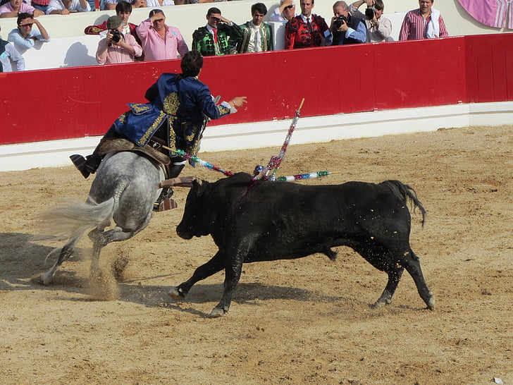 Bull borbe, budemo matador, Portugal, toreadora