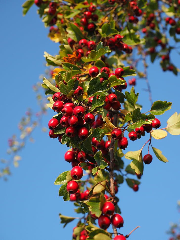 berries, fruits, red, eingriffeliger hawthorn, bush, hedge, leaves