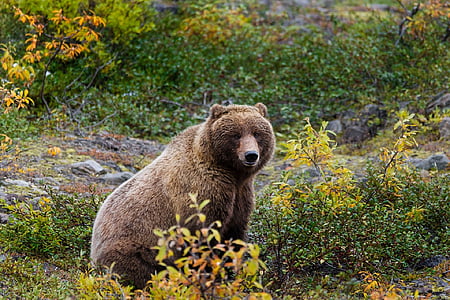 мечка гризли, дива природа, природата, диви, месоядни птици, Аляска, Америка