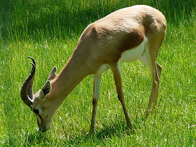 gazelle Dorkas, Gazelle, gurun hewan, bertanduk, Afrika, Savannah, ternak ruminansia