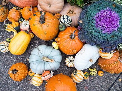 squash, vegetables, pumpkins, fall, autumn, ground, pavement