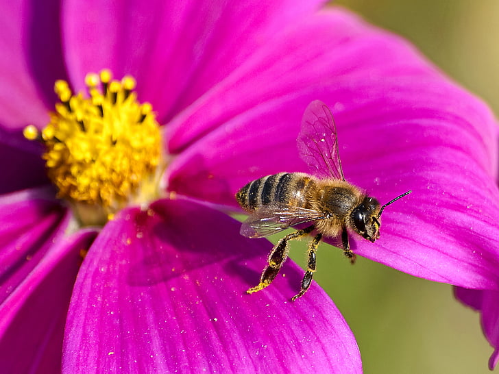 ผึ้ง, ผึ้ง, ธรรมชาติ, สัตว์, แมลง, ดอก, บาน
