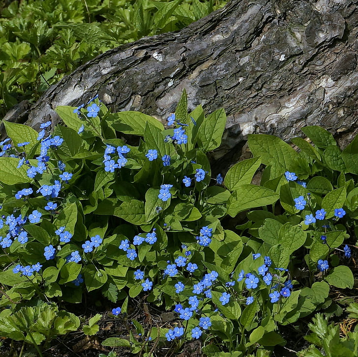 flowers, blue, forget me not, nature, close, plant, spring