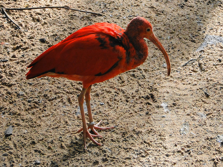 ibis, fåglar, röd, naturen, vingar, Ave, fauna