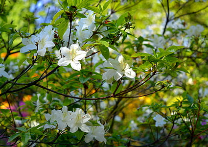 Azalea, Rhododendron, blommor, våren, Bloom, Stäng, trädgård