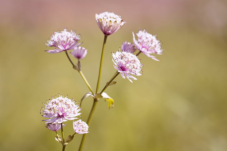 flower, pointed flower, grassland plants, flowers, pink and white, white flowers, nature